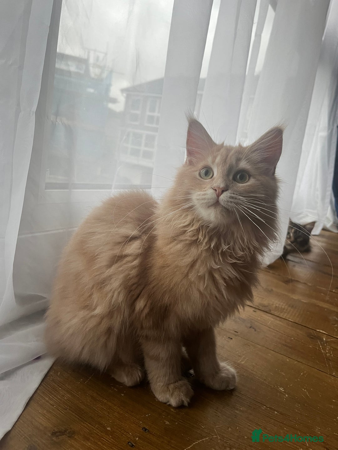 Maine Coon cats for sale: Last 2 boys left   - Image 16