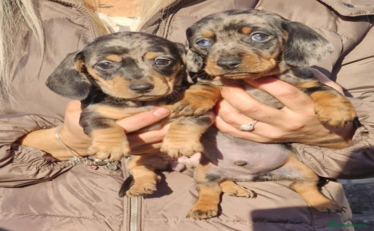 Dachshund dogs Miniture Silver Dapple Dachshunds - Advert 8