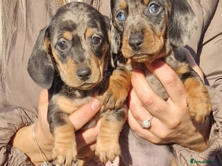 Dachshund dogs Miniture Silver Dapple Dachshunds - Advert 18