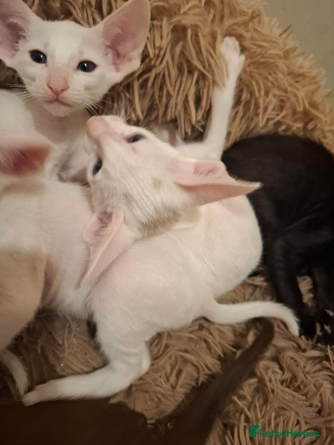 Oriental cats for sale: Stunning oriental kittens  - Image 10
