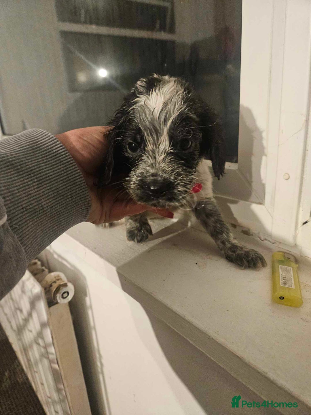 Cocker Spaniel dogs for sale: Cocka spaniel - Advert 10