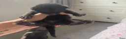Mixed Breed cats for sale: 4 beautiful kittens for sale - Advert 7