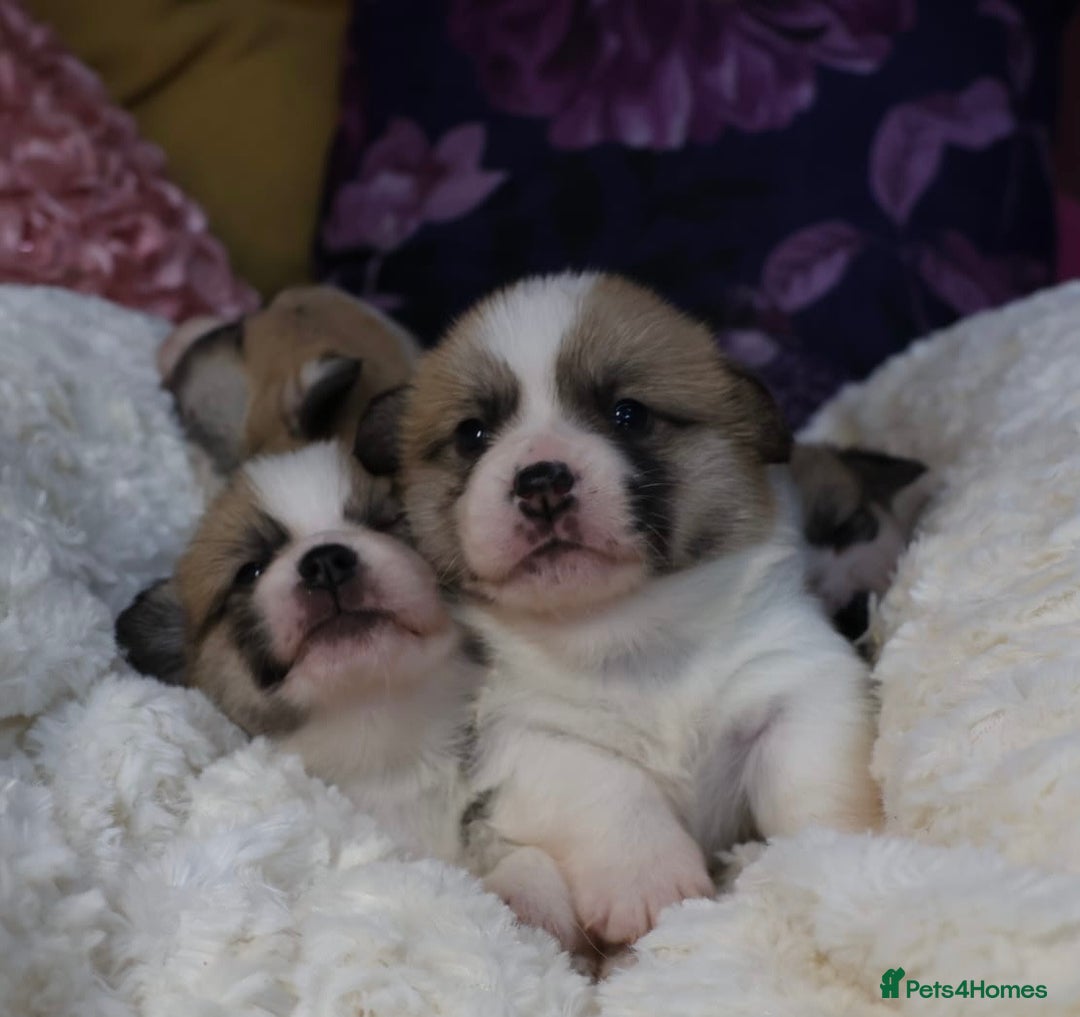 Welsh Corgi Pembroke dogs for sale: Show quality puppies - Image 12