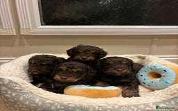Cockapoo dogs for sale: Gorgous F1 chocolate and tan cockapoo puppies  - Image 2