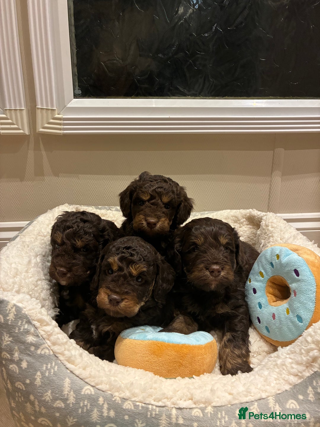 Cockapoo dogs for sale: Gorgous F1 chocolate and tan cockapoo puppies  - Image 2