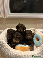 Cockapoo dogs - Advert 11