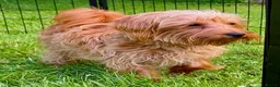 Maltipoo dogs for adoption: 🐾 Nelly – Female Maltipoo 🐾 - Advert 9