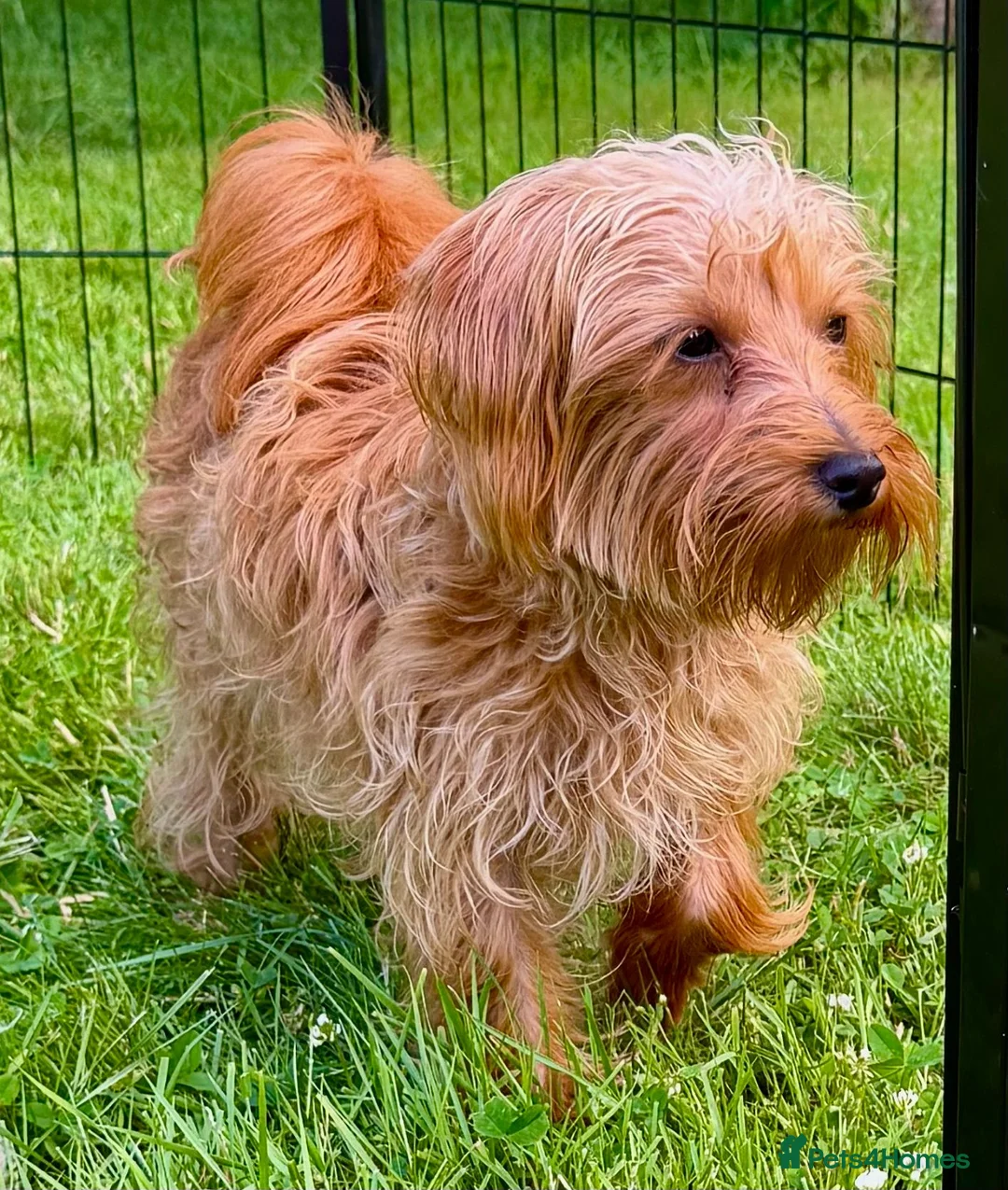 Maltipoo dogs for adoption: 🐾 Nelly – Female Maltipoo 🐾 - Advert 9