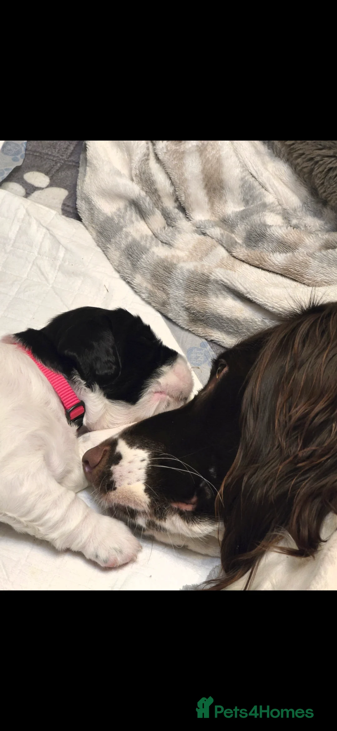 English Springer Spaniel dogs for sale: Health Tested KS English Springer Spaniel puppies  - Advert 6