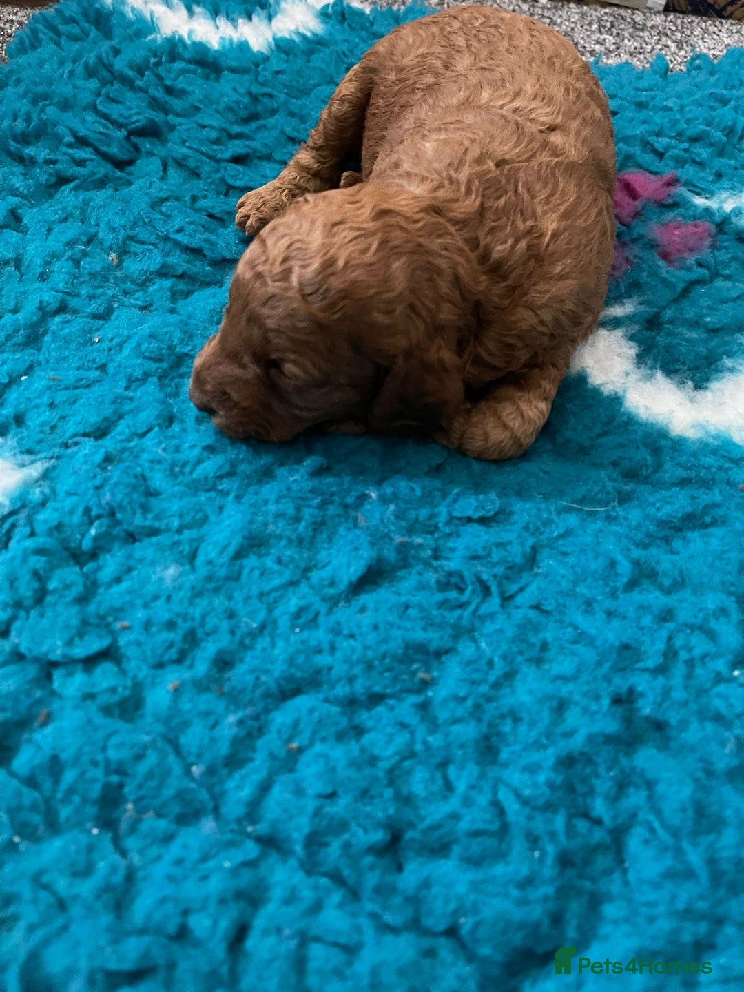 Cockapoo dogs for sale: Cockapoo - Image 10