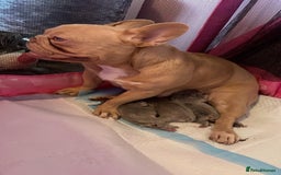 French Bulldog dogs for sale: Fluffy Female Frenchies  - Image 10