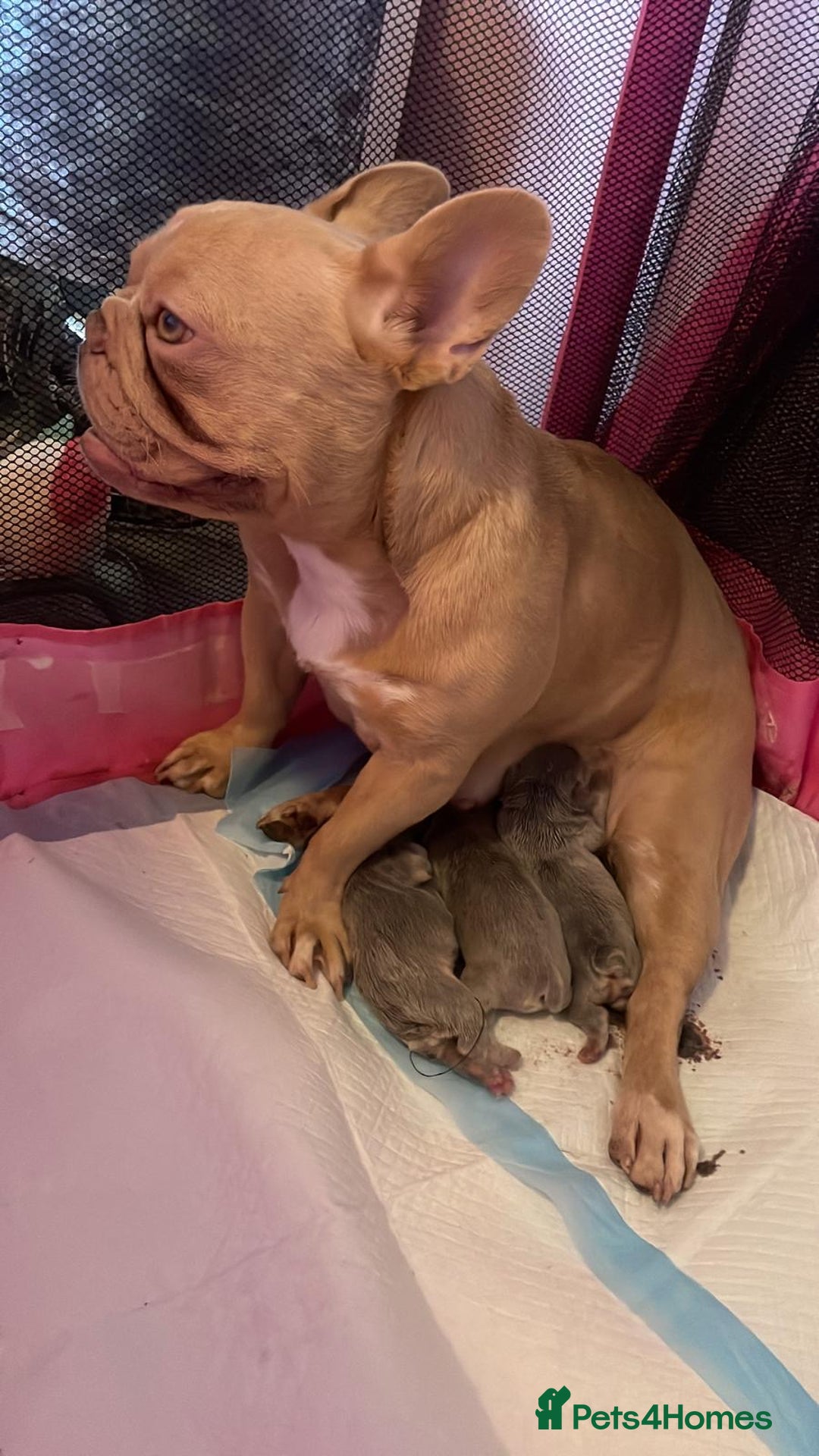 French Bulldog dogs for sale: Fluffy Female Frenchies  - Image 10