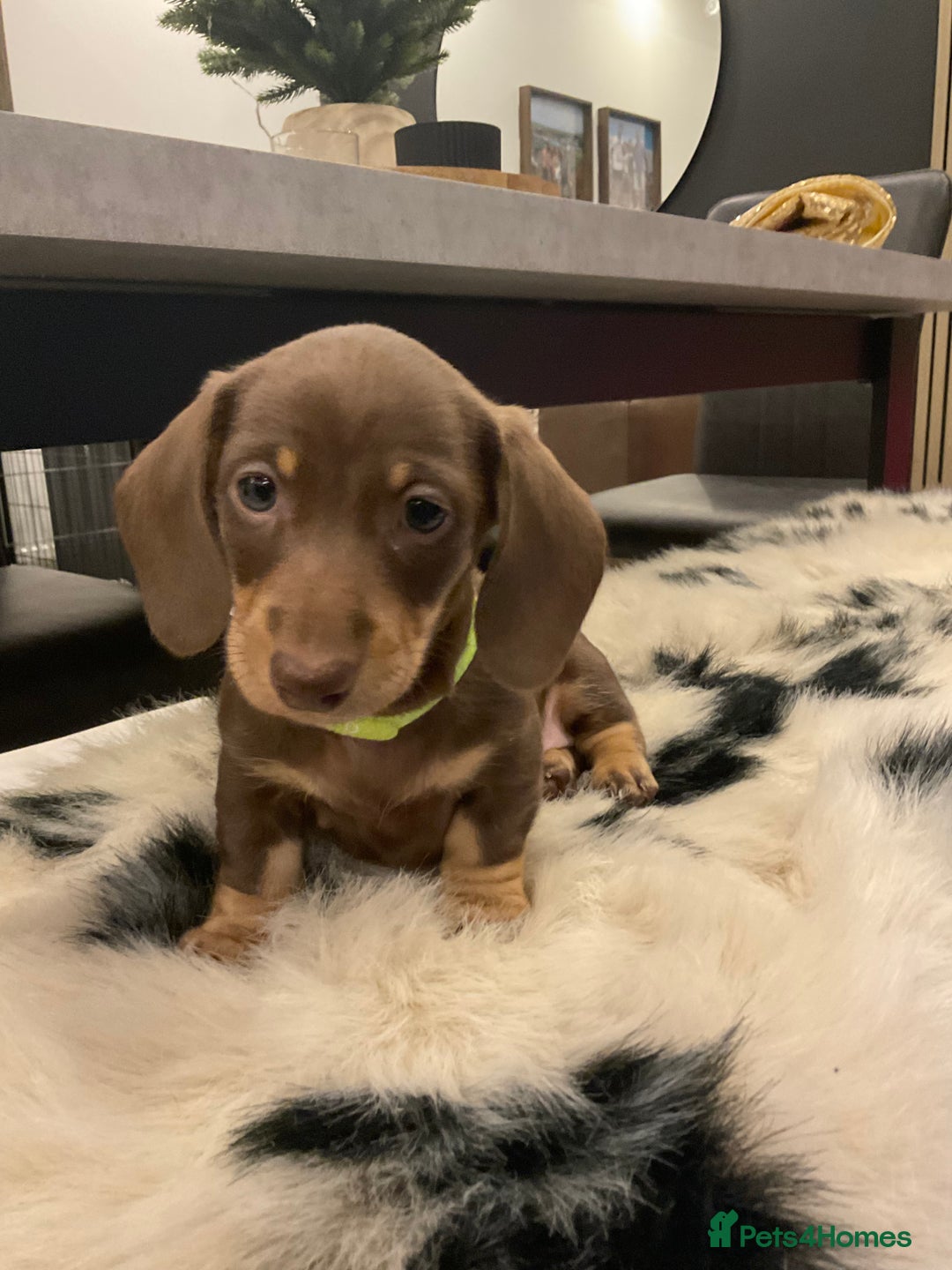 Miniature Dachshund dogs for sale: Miniature dachshunds  - Advert 5