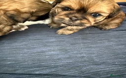 Shih Tzu dogs for sale: 2 beautiful puppies 1boy and 1 girl  - Image 4