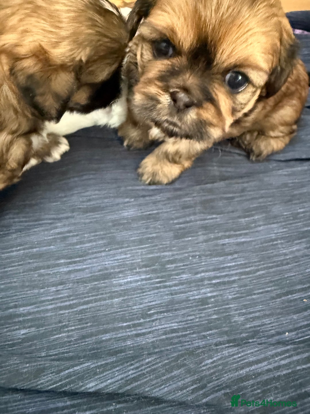 Shih Tzu dogs for sale: 2 beautiful puppies 1boy and 1 girl  - Image 4