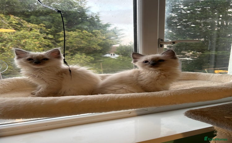Ragdoll cats - Advert 9