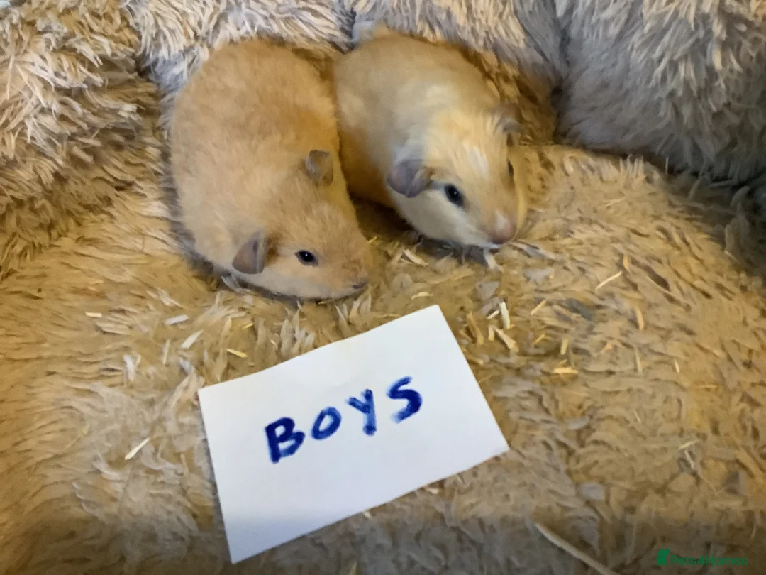 Guinea Pig rodents for sale: Lovely Baby Teddy, Cali, Satin Carrier Guinea Pigs - Advert 10