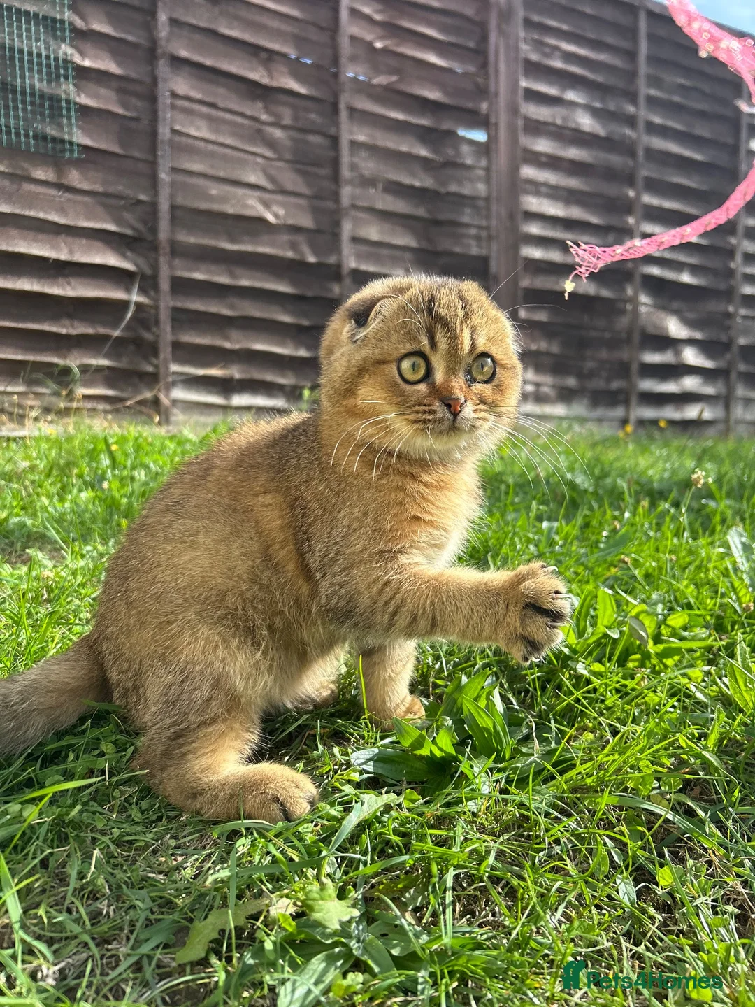 Scottish Fold cats for sale: Scottish Fold Kittens Looking for Loving Homes🏡❤️ - Advert 2