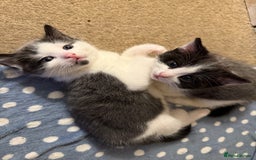 Mixed Breed cats for sale: Two beautiful boys ready for a new home  - Image 1