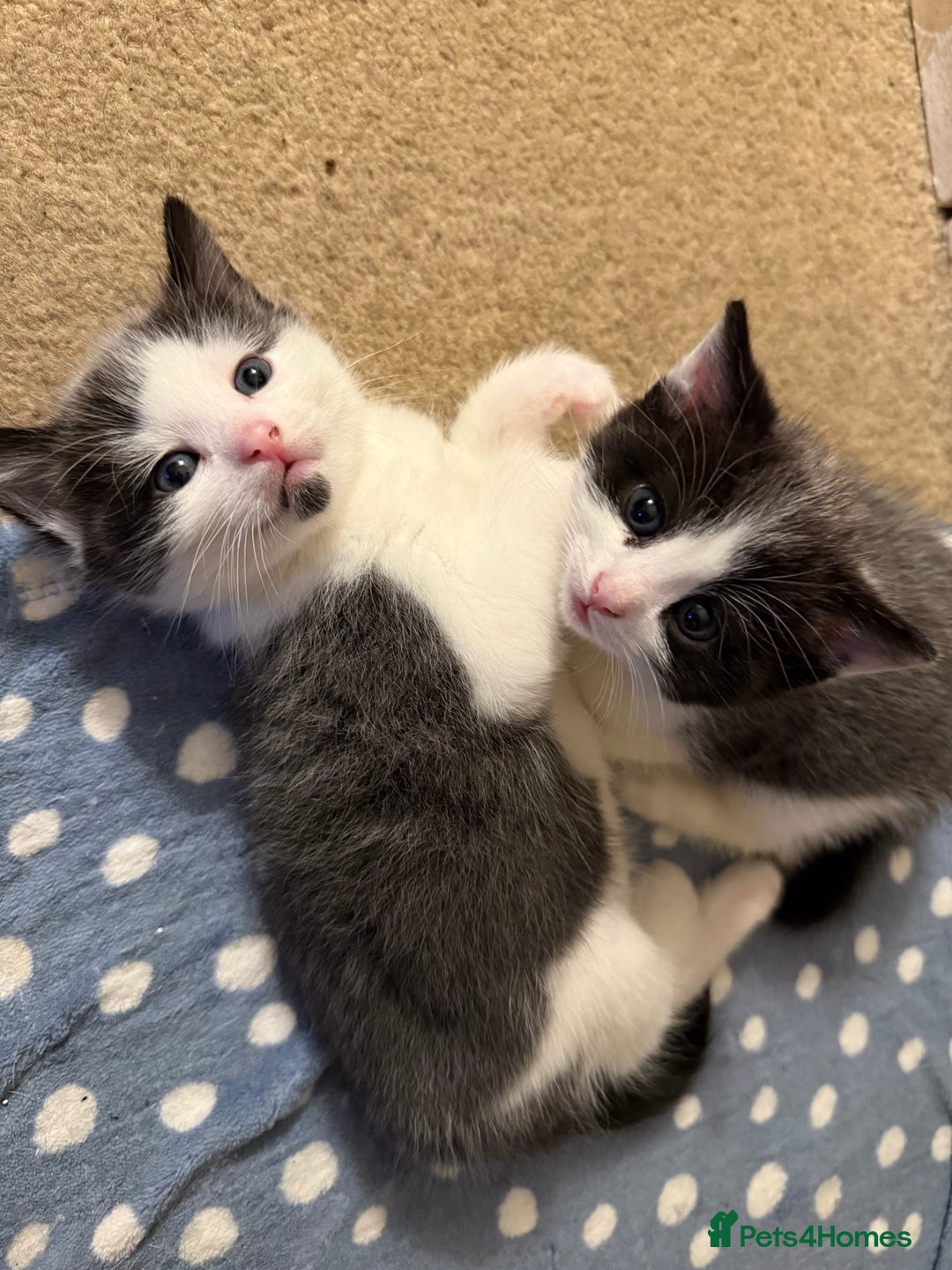 Mixed Breed cats for sale: Two beautiful boys ready for a new home  - Image 1