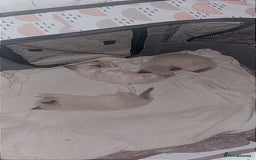 Ragdoll cats for sale: Beautiful Blue Mitted Ragdoll Kitten’s for Sale 🐾 - Image 2