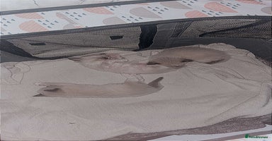 Ragdoll cats Beautiful Blue Mitted Ragdoll Kitten’s for Sale 🐾 - Advert 4