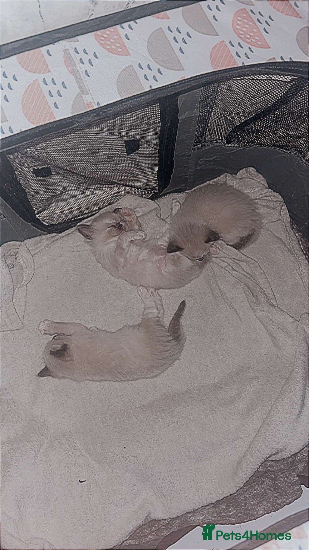 Ragdoll cats for sale: Beautiful Blue Mitted Ragdoll Kitten’s for Sale 🐾 - Image 2