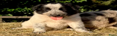 Border Collie 3