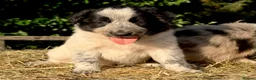 Border Collie dogs for sale: Beautiful Border Collies, proven agility obedience - Advert 15