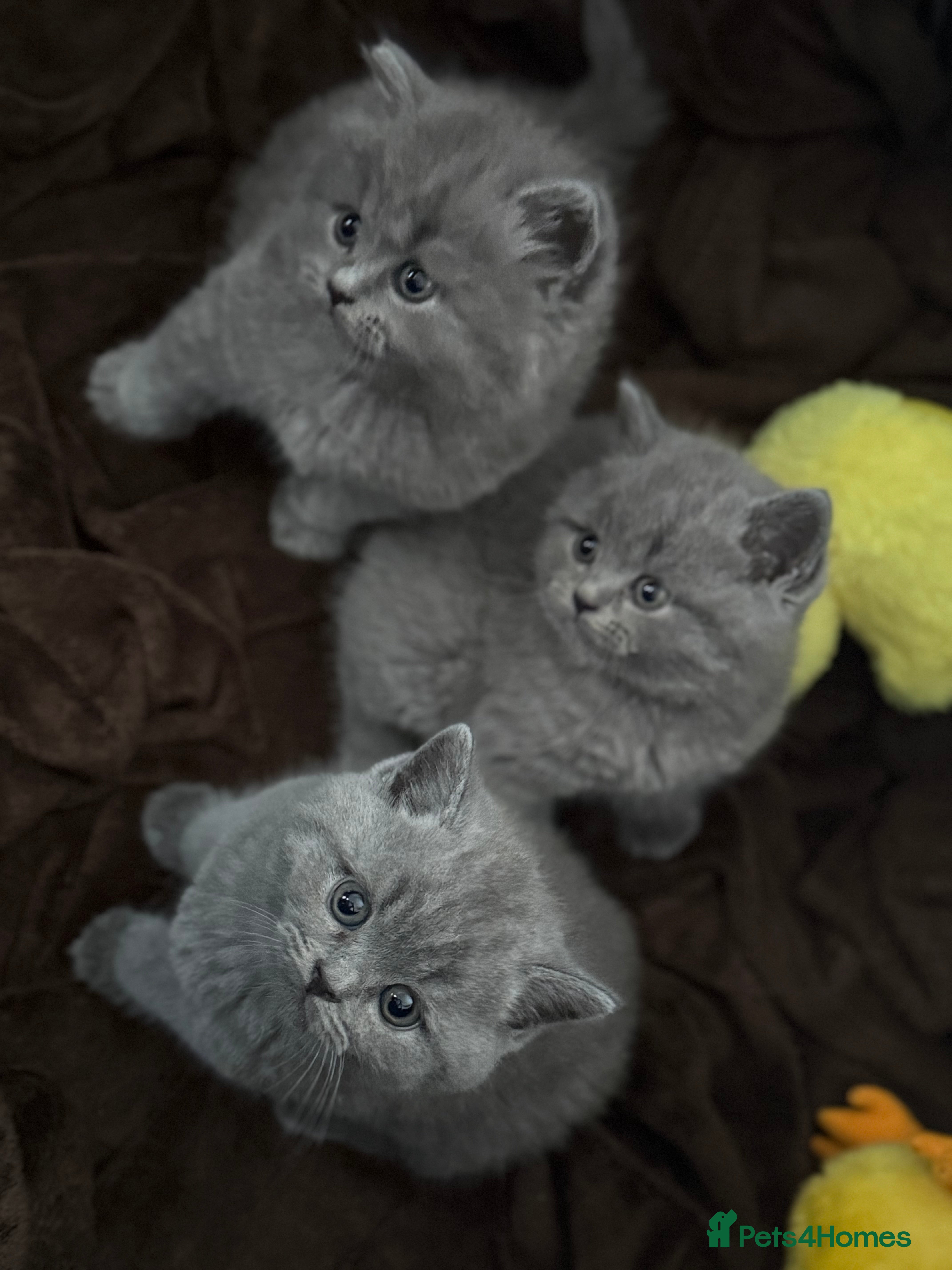 British Shorthair cats GCCF Registered British Shorthair and longhair - Advert 7