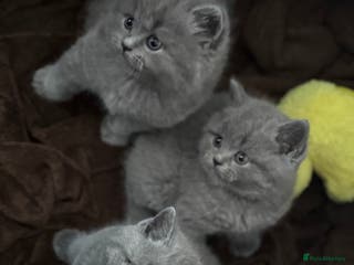 British Shorthair cats GCCF Registered British Shorthair and longhair - Advert 7
