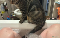 Domestic Shorthair cats for sale: Pretty little tuxedo and cutest little tabby - Image 18