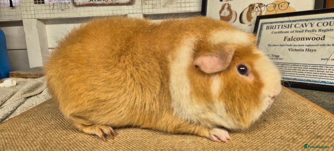Guinea Pig rodents for sale: Bonded pairs of guinea pigs - Image 7