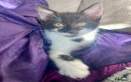 Domestic Shorthair cats for sale: Lovely funny little kittens  - Image 8
