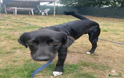Mixed Breed dogs for adoption: Meet DIESEL, a smart Boy for the Right Loving Home - Advert 6