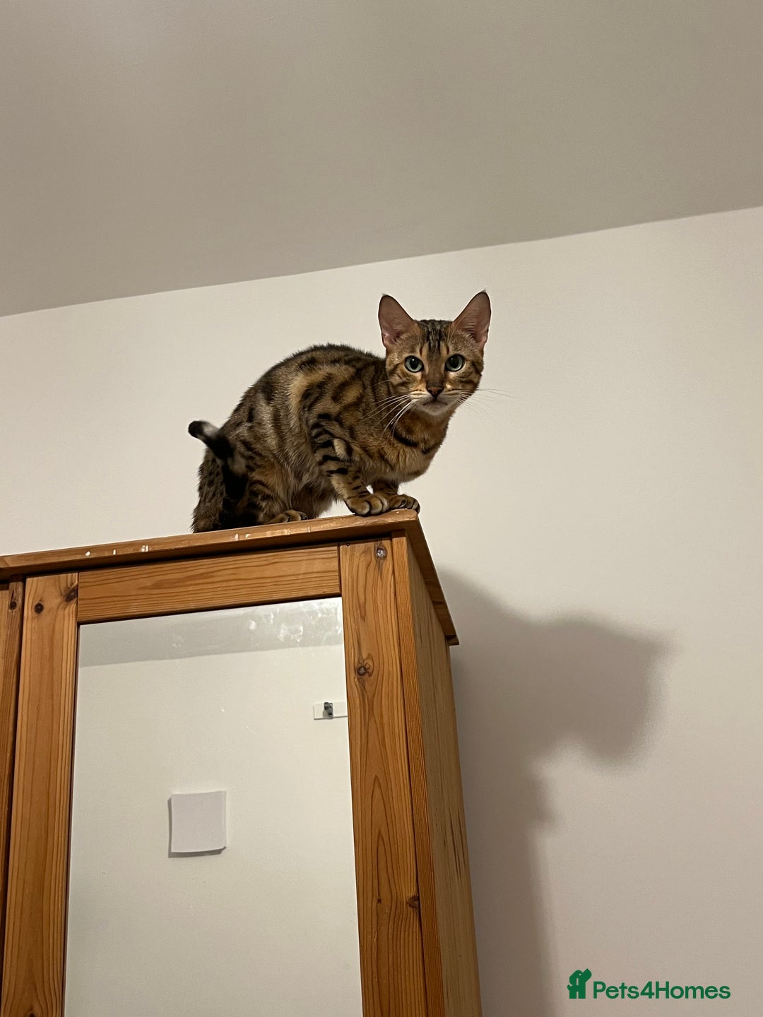 Bengal cats for sale: Female bengal  - Image 3