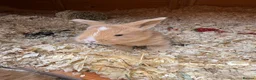 Mixed Breed rabbits for sale: 4x continental giant x French lop bunnies for sale in Sevenoaks - Advert 7