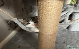 Ragdoll cats for sale: 3x Ragdoll X kittens - Image 7
