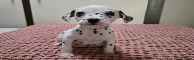 Dalmatian 4