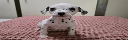 Dalmatian dogs for sale: A Symphony of Spots & Sweetness–Dalmatian Puppies in Oxford - Advert 9