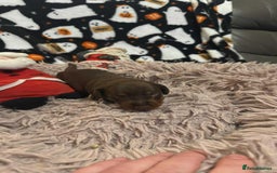 Miniature Dachshund dogs for sale: Miniature Dachshund Puppies - Image 9