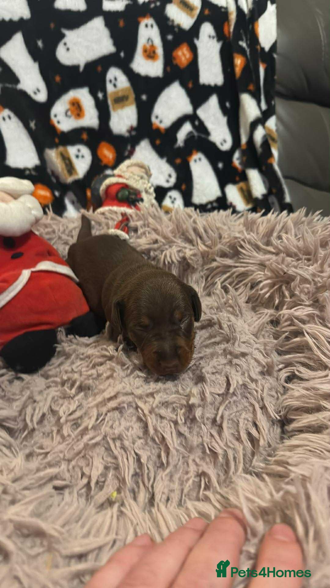Miniature Dachshund dogs for sale: Miniature Dachshund Puppies - Image 9