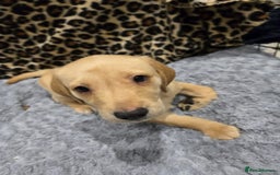 Labrador Retriever dogs for sale: ✨ Golden Retriever Puppies – Ready 4 Sept ✨ - Image 9