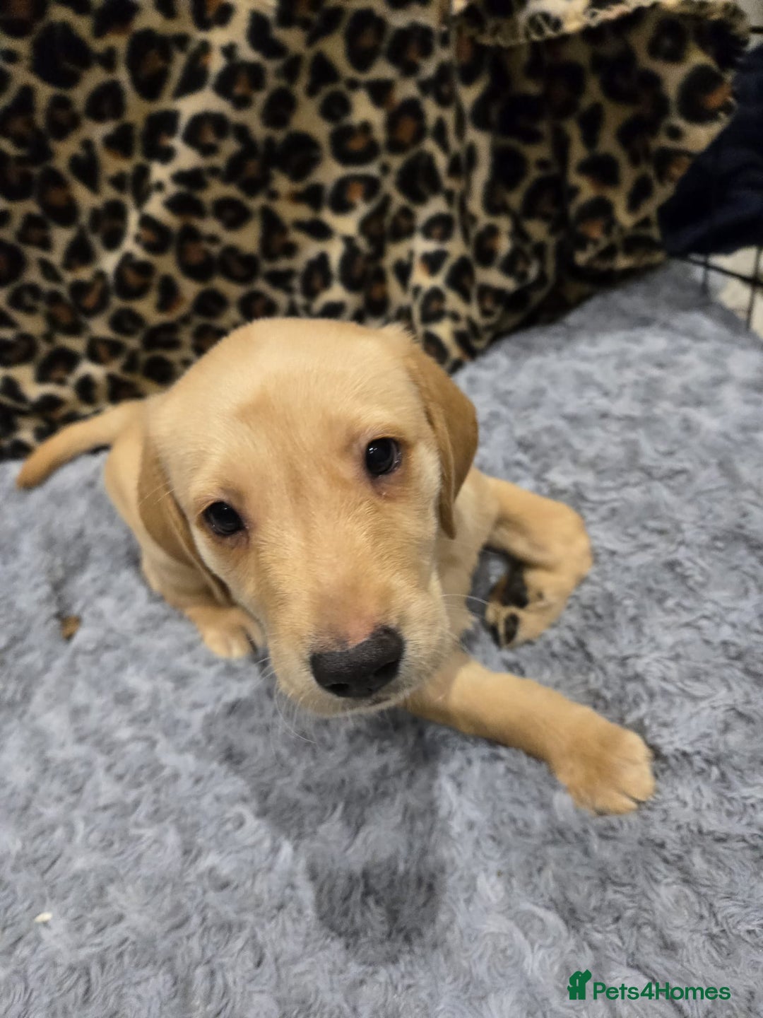 Labrador Retriever dogs for sale: ✨ Golden Retriever Puppies – Ready 4 Sept ✨ - Image 9