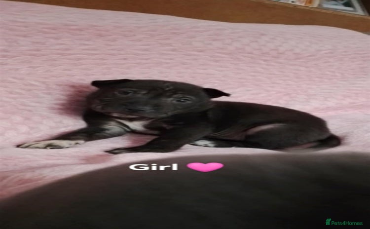 Mixed Breed dogs - Advert 3