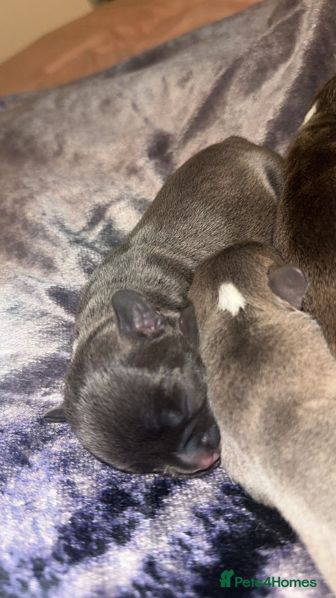 French Bulldog dogs for sale: French bulldog puppies - Image 10