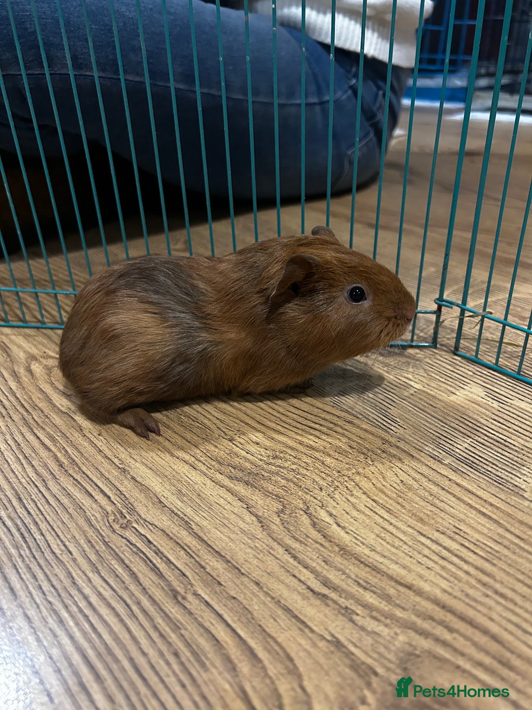 Guinea Pig rodents for sale: Boar baby guinea pigs - Advert 1