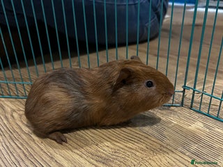 Guinea Pig rodents Boar baby guinea pigs - Advert 1