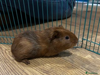 Guinea Pig rodents Boar baby guinea pigs - Advert 13