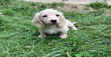 Miniature Dachshund dogs - Advert 2
